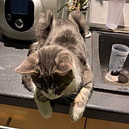 Tyga a rejoint le concours — aidez-le/la à gagner de superbes lots ! cat, gray_cat, white_paws, kitchen_counter, rice_cooker, potted_plant, sink, cup, curious, pet, indoor, houseplant, feline, domestic, wooden_cabinet, countertop, home, animal, kitten, whiskers