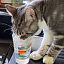 Tyga participe au concours pour gagner de l'argent avec cette photo : cat, tabby_cat, white_paws, drinking, plastic_cup, colorful_cup, kitchen_counter, sink, soap_bottle, paws, whiskers, domestic_cat, gray_fur, white_fur, household, indoor, pet, curious, closeup, animal