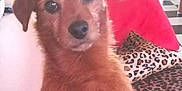 Marcel a rejoint le concours — aidez-le/la à gagner de superbes lots ! animal, brown_dog, close_up, couch, cozy, cute, dog, domestic, ears, eyes, fur, furniture, home, indoors, leopard_print, looking, nose, pet, portrait, red_pillow