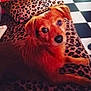 Marcel a rejoint le concours — aidez-le/la à gagner de superbes lots ! alert, animal, blanket, brown, checkered, companion, cozy, cute, dog, domestic, floor, friendly, fur, indoor, leopard_print, looking_up, lying_down, mammal, pet, remote_control