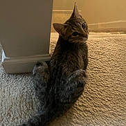 Nala is registered to the contest to win money with this photo: animal, carpet, cat, curious, domestic_animal, ears, feline, floor, fur, hallway, home, indoor, looking_back, pet, quiet, resting, tabby_cat, tail, wall, whiskers