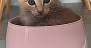 Molly a rejoint le concours — aidez-le/la à gagner de superbes lots ! kitten, cat, ginger_cat, orange_cat, pet, animal, cute, adorable, sitting, bowl, pink_bowl, indoor, home, floor, wooden_chair, furniture, close_up, whiskers, ears, portrait