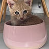 kitten, cat, ginger_cat, orange_cat, pet, animal, cute, adorable, sitting, bowl, pink_bowl, indoor, home, floor, wooden_chair, furniture, close_up, whiskers, ears, portrait