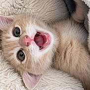 Molly a rejoint le concours — aidez-le/la à gagner de superbes lots ! cat, kitten, ginger_cat, orange_and_white, pet, animal, feline, fluffy, fur, face, eyes, open_mouth, pink_nose, pink_ears, whiskers, lying_down, blanket, cozy, indoor, portrait