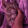 Molly participe au concours pour gagner de l'argent avec cette photo : kitten, cat, sleeping, nap, fur, whiskers, ears, paws, animal, pet, cute, relaxed, bed, blanket, bedding, hand, touching, indoors, portrait, purple_tint