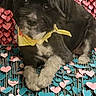 adorable, black_dog, blue_hearts, canine, colorful, cute, decorative_background, dog, fluffy, heart_decoration, indoor, long_hair, lying_down, pet, pink_hearts, portrait, puppy, sitting, valentines_day, yellow_bow