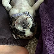 Sedona is registered to the contest to win money with this photo: dog, puppy, sleeping, relaxed, collar, paw, blanket, purple, cushion, foot, rug, indoor, pet, cute, cozy, furry, small_dog, resting, lying_down, close_up
