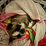 dog, sleeping, blanket, crate, cozy, resting, pet, fur, comfort, cute, indoors, snuggled, animal, face, paw, colorful, soft, relaxed, domestic, quiet