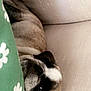 dog, pug, sleeping, blanket, green, floral, couch, beige, cozy, pet, nap, fur, closeup, indoor, resting, cute, animal, face, ears, comfort