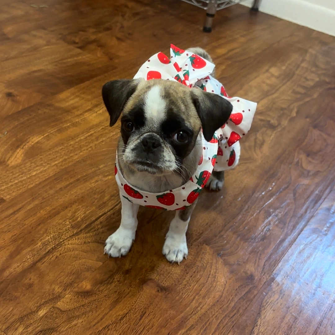 Sedona joined the competition — help win amazing prizes! adorable, animal, appliance, brown_and_white, clothing, curious, cute, dog, floor, indoor, kitchen, outfit, pet, pug, puppy, small_dog, standing, strawberry_pattern, wooden_floor, young_dog