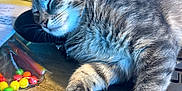 Ms. Faye is registered to the contest to win money with this photo: cat, tabby, sleeping, paw, desk, candy, colorful, paper, black_object, wood_surface, feline, relaxed, indoor, cute, pet, animal, closeup, whiskers, fur, resting