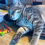 cat, tabby, sleeping, paw, desk, candy, colorful, paper, black_object, wood_surface, feline, relaxed, indoor, cute, pet, animal, closeup, whiskers, fur, resting