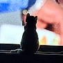 Ms. Faye joined the competition — help win amazing prizes! cat, silhouette, television, screen, indoor, dark, pet, animal, feline, curious, shadow, glow, sitting, tail, ears, fuzzy, pixelated, cozy, quiet, home