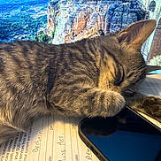 Ms. Faye is registered to the contest to win money with this photo: cat, tabby, sleeping, paw, paper, smartphone, desk, computer_screen, scenic_background, landscape, cliff, greenery, indoor, cozy, relaxed, feline, closeup, resting, fur, animal