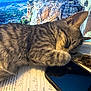 cat, tabby, sleeping, paw, paper, smartphone, desk, computer_screen, scenic_background, landscape, cliff, greenery, indoor, cozy, relaxed, feline, closeup, resting, fur, animal
