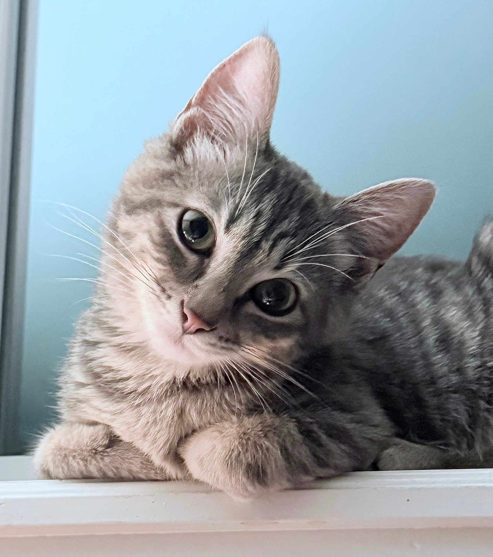 Ms. Faye joined the competition — help win amazing prizes! cat, kitten, gray_tabby, fur, whiskers, ears, pink_nose, paws, cute, pet, animal, portrait, indoor, close_up, curious, young, feline, resting, soft_light, blue_background