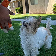 Evie joined the competition — help win amazing prizes! dog, puppy, small_dog, fluffy, shaggy, white_fur, brown_fur, standing, outdoor, backyard, lawn, house, grass, sunlight, toy, plush_toy, playful, pet, animal, portrait