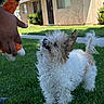 dog, puppy, small_dog, fluffy, shaggy, white_fur, brown_fur, standing, outdoor, backyard, lawn, house, grass, sunlight, toy, plush_toy, playful, pet, animal, portrait