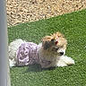 dog, small_dog, fluffy, long_hair, white_fur, brown_fur, lavender_clothing, pet_clothing, red_bow, lying_down, outdoor, artificial_grass, lawn, dry_leaves, backyard, sunlight, side_profile, cute, companion_animal, portrait