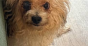 Evie joined the competition — help win amazing prizes! dog, puppy, small_dog, fluffy, curly_fur, apricot_coat, portrait, close_up, brown_eyes, black_nose, looking_at_camera, indoors, couch, wood_floor, home, pet, cute, adorable, shaggy, animal_photography