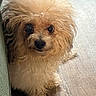 dog, puppy, small_dog, fluffy, curly_fur, apricot_coat, portrait, close_up, brown_eyes, black_nose, looking_at_camera, indoors, couch, wood_floor, home, pet, cute, adorable, shaggy, animal_photography