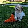 dog, puppy, small_dog, shaggy_fur, white_fur, brown_fur, sitting, outdoor, lawn, grass, backyard, suburban, sunlight, sidewalk, stuffed_toy, plush_toy, pet, animal, portrait, playful