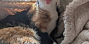 Yoshi joined the competition — help win amazing prizes! cat, calico, yawning, teeth, mouth_open, fur, whiskers, paws, tail, blanket, cozy, indoor, window, sunlight, relaxed, pet, animal, cute, feline, resting
