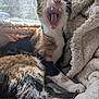 cat, calico, yawning, teeth, mouth_open, fur, whiskers, paws, tail, blanket, cozy, indoor, window, sunlight, relaxed, pet, animal, cute, feline, resting