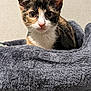 cat, kitten, calico, pet, animal, feline, cute, cozy, bed, soft, indoor, fur, whiskers, ears, eyes, resting, young, looking, domestic, comfortable
