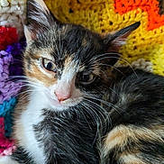 Yoshi joined the competition — help win amazing prizes! kitten, calico, cat, close_up, sleepy, whiskers, fur, pink_nose, crocheted_blanket, colorful, yarn, texture, resting, pet, animal, cute, indoor, soft, young_cat, relaxed