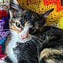 kitten, calico, cat, close_up, sleepy, whiskers, fur, pink_nose, crocheted_blanket, colorful, yarn, texture, resting, pet, animal, cute, indoor, soft, young_cat, relaxed