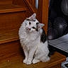 Arés a rejoint le concours — aidez-le/la à gagner de superbes lots ! cat, fluffy, white, gray, staircase, wood, indoor, curious, pet, animal, tilted_head, sitting, fur, face, ears, paw, floor, curtain, pattern, domestic