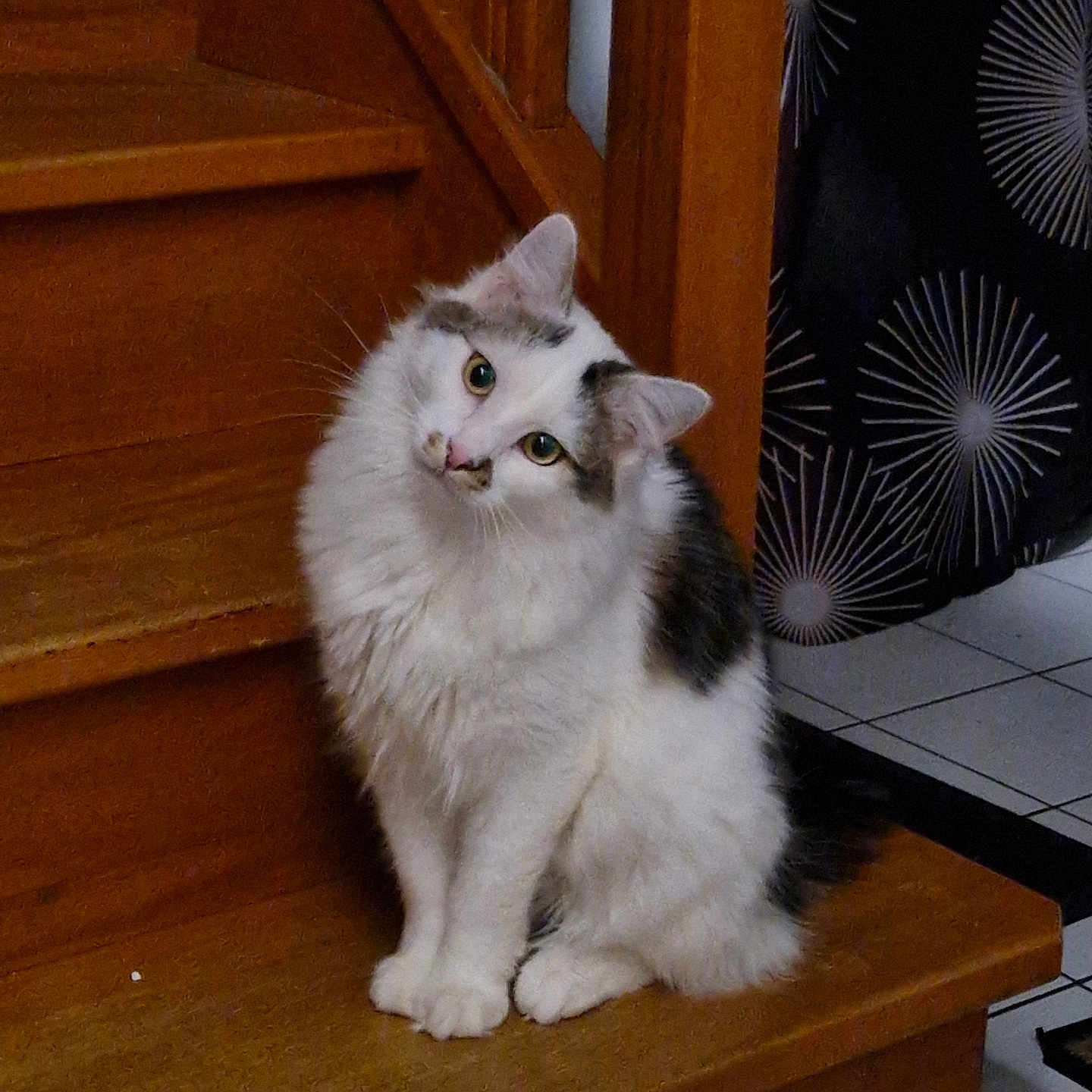 Arés a rejoint le concours — aidez-le/la à gagner de superbes lots ! cat, fluffy, white, gray, staircase, wood, indoor, curious, pet, animal, tilted_head, sitting, fur, face, ears, paw, floor, curtain, pattern, domestic