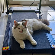 Arés a rejoint le concours — aidez-le/la à gagner de superbes lots ! cat, treadmill, indoor, pet, relaxed, white_cat, gray_cat, floor_tiles, glass_door, garden, greenery, resting, animal, feline, home, sunlight, exercise_equipment, floor, domestic_animal, leisure