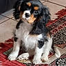 cavalier_king_charles_spaniel, cute, dog, floppy_ears, fur, head_tilt, indoor, leather_sofa, looking_up, patterned_rug, paw, pet, portrait, puppy, rug, sitting, sofa, tiled_floor, tricolor_fur, whiskers
