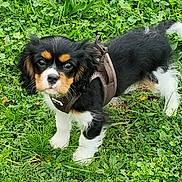 Archie participe au concours pour gagner de l'argent avec cette photo : puppy, dog, grass, outdoor, young, pet, animal, black, white, brown, fur, harness, cute, small, nature, leaf, playful, canine, ears, tail
