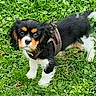 puppy, dog, grass, outdoor, young, pet, animal, black, white, brown, fur, harness, cute, small, nature, leaf, playful, canine, ears, tail
