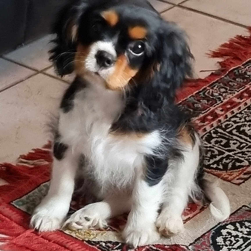 Archie participe au concours pour gagner de l'argent avec cette photo : dog, puppy, cavalier_king_charles_spaniel, pet, tricolor_fur, sitting, head_tilt, floppy_ears, cute, portrait, rug, patterned_rug, tiled_floor, indoor, sofa, leather_sofa, paw, whiskers, fur, looking_up