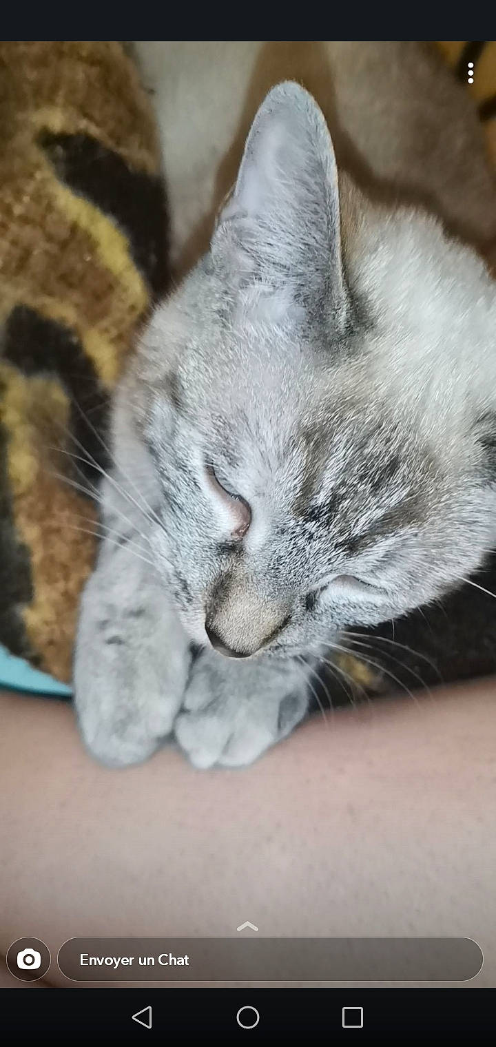 Blanchette a rejoint le concours — aidez-le/la à gagner de superbes lots ! american_shorthair, american_wirehair, asian, carnivore, cat, claw, domestic_short_haired_cat, european_shorthair, felidae, fur, kitten, mammal, nap, paw, polydactyl_cat, sleep, small_to_medium_sized_cats, snout, tabby_cat, whiskers