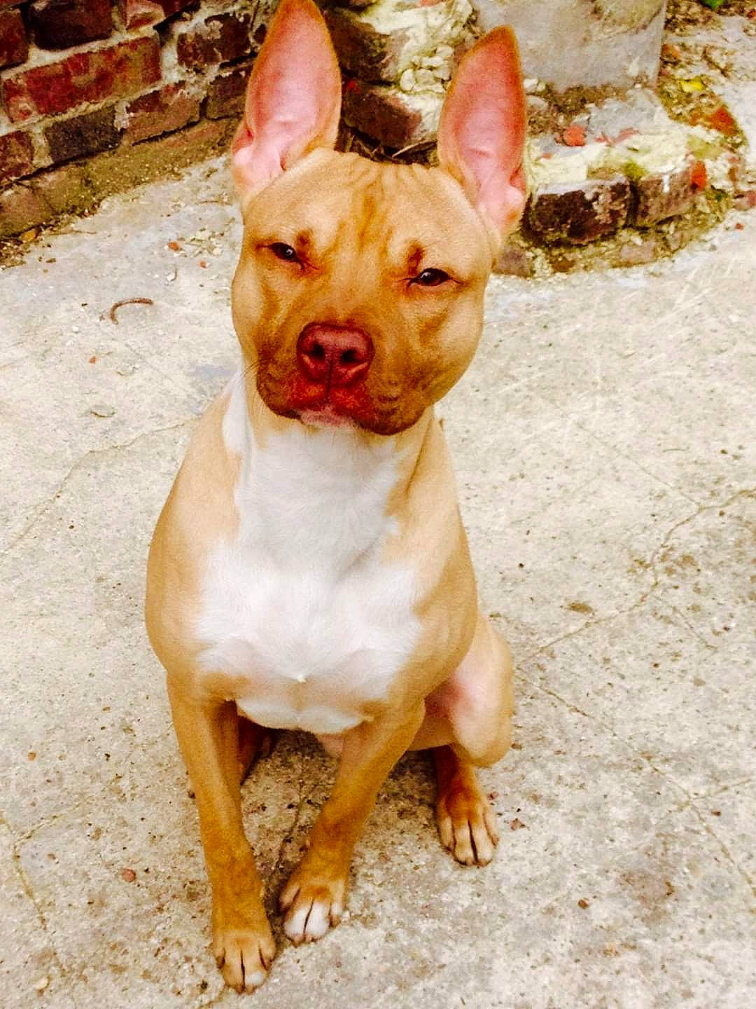 Narco a rejoint le concours — aidez-le/la à gagner de superbes lots ! american_pit_bull_terrier, american_staffordshire_terrier, ancient_dog_breeds, bull_and_terrier, bull_terrier, canidae, carnivore, dog, dog_breed, ear, fawn, hunting_dog, mammal, non_sporting_group, old_english_terrier, pit_bull, rare_breed_dog, snout, terrier, vertebrate