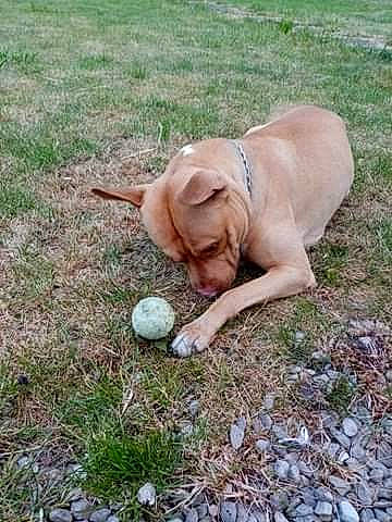 Narco a rejoint le concours — aidez-le/la à gagner de superbes lots ! canidae, carnivore, companion_dog, dog, dog_breed, fawn, grass, hunting_dog, labrador_retriever, mammal, portuguese_pointer, sporting_group, vizsla