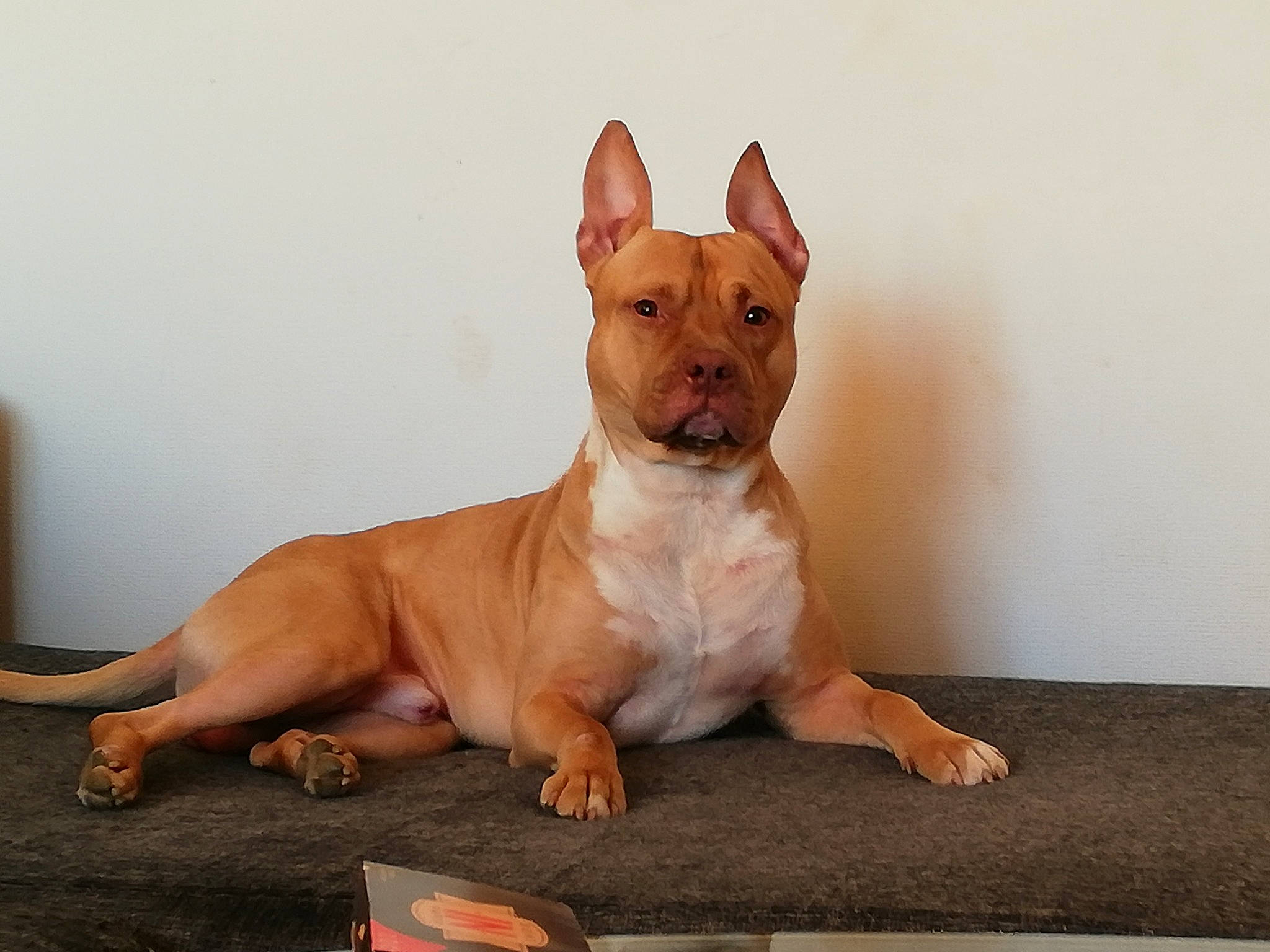 Narco a rejoint le concours — aidez-le/la à gagner de superbes lots ! american_pit_bull_terrier, american_staffordshire_terrier, ancient_dog_breeds, bull_and_terrier, bull_terrier, bull_terrier_miniature, canidae, carnivore, companion_dog, dog, dog_breed, fawn, mammal, non_sporting_group, old_english_terrier, podenco_canario, rare_breed_dog, snout, terrier, vertebrate