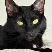 Sylvia joined the competition — help win amazing prizes! cat, black_cat, green_eyes, whiskers, close_up, pet, feline, fur, resting, soft_surface, indoor, portrait, animal, cute, domestic_cat, alert, face, ears, nose, relaxed