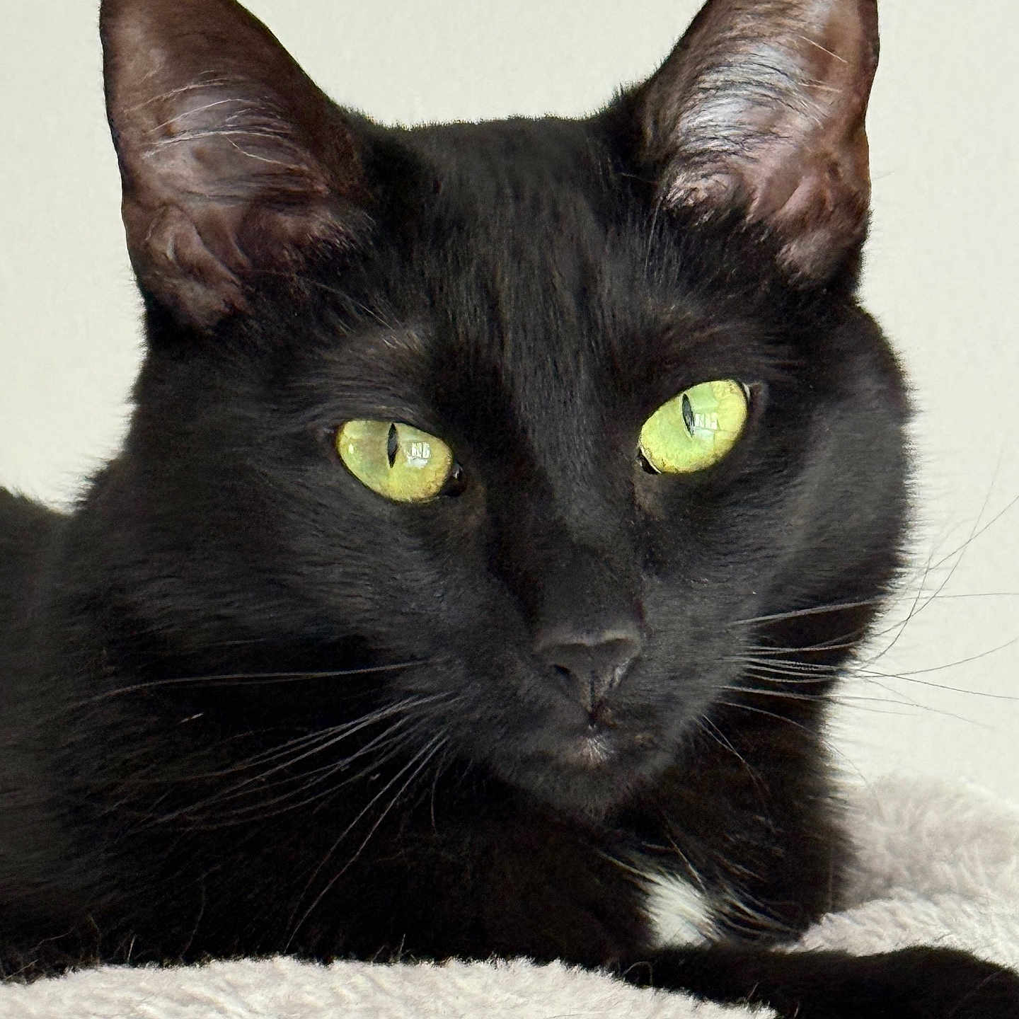 Sylvia joined the competition — help win amazing prizes! alert, animal, black_cat, cat, close_up, cute, domestic_cat, ears, face, feline, fur, green_eyes, indoor, nose, pet, portrait, relaxed, resting, soft_surface, whiskers