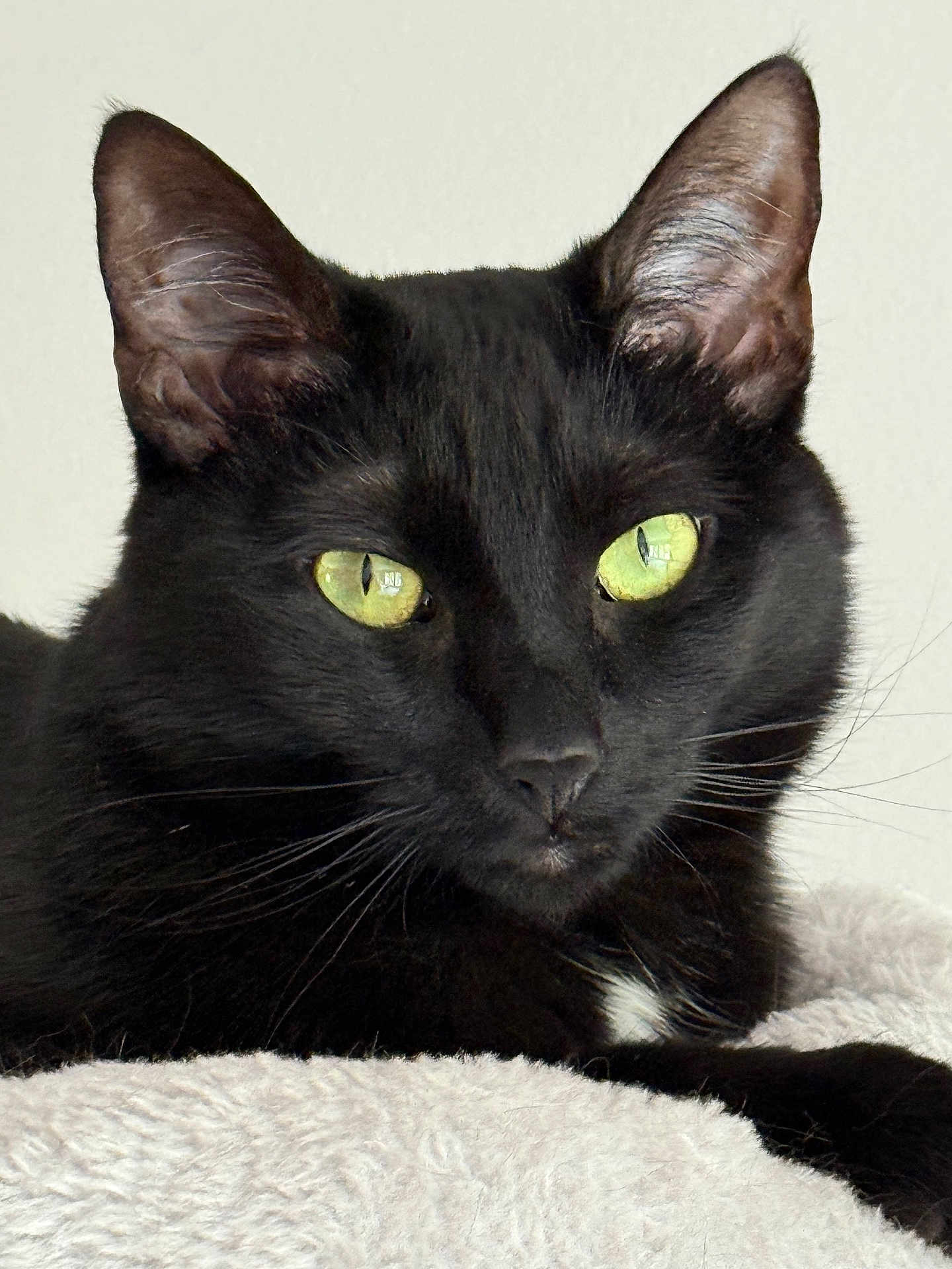 Sylvia joined the competition — help win amazing prizes! cat, black_cat, green_eyes, whiskers, close_up, pet, feline, fur, resting, soft_surface, indoor, portrait, animal, cute, domestic_cat, alert, face, ears, nose, relaxed