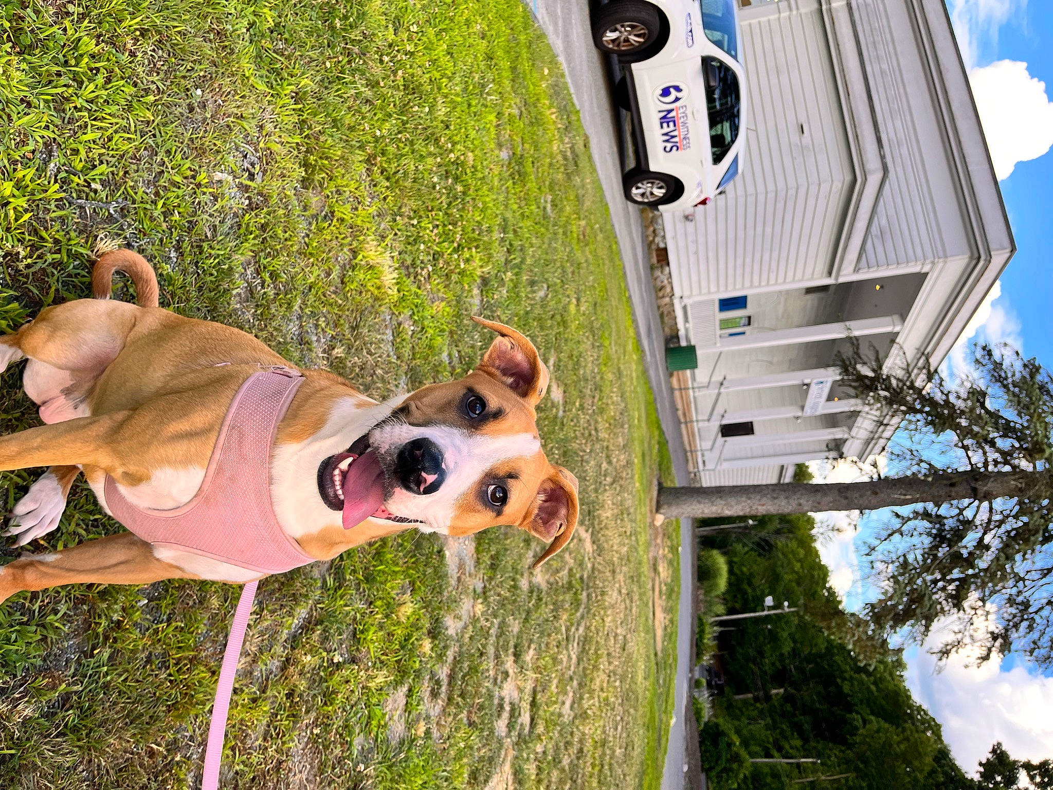 Leia joined the competition — help win amazing prizes! adventure, car, carnivore, cloud, companion_dog, dog, dog_breed, dog_supply, fawn, grass, green, leisure, plant, sky, sporting_group, tree, vehicle, vehicle_door, white, working_animal