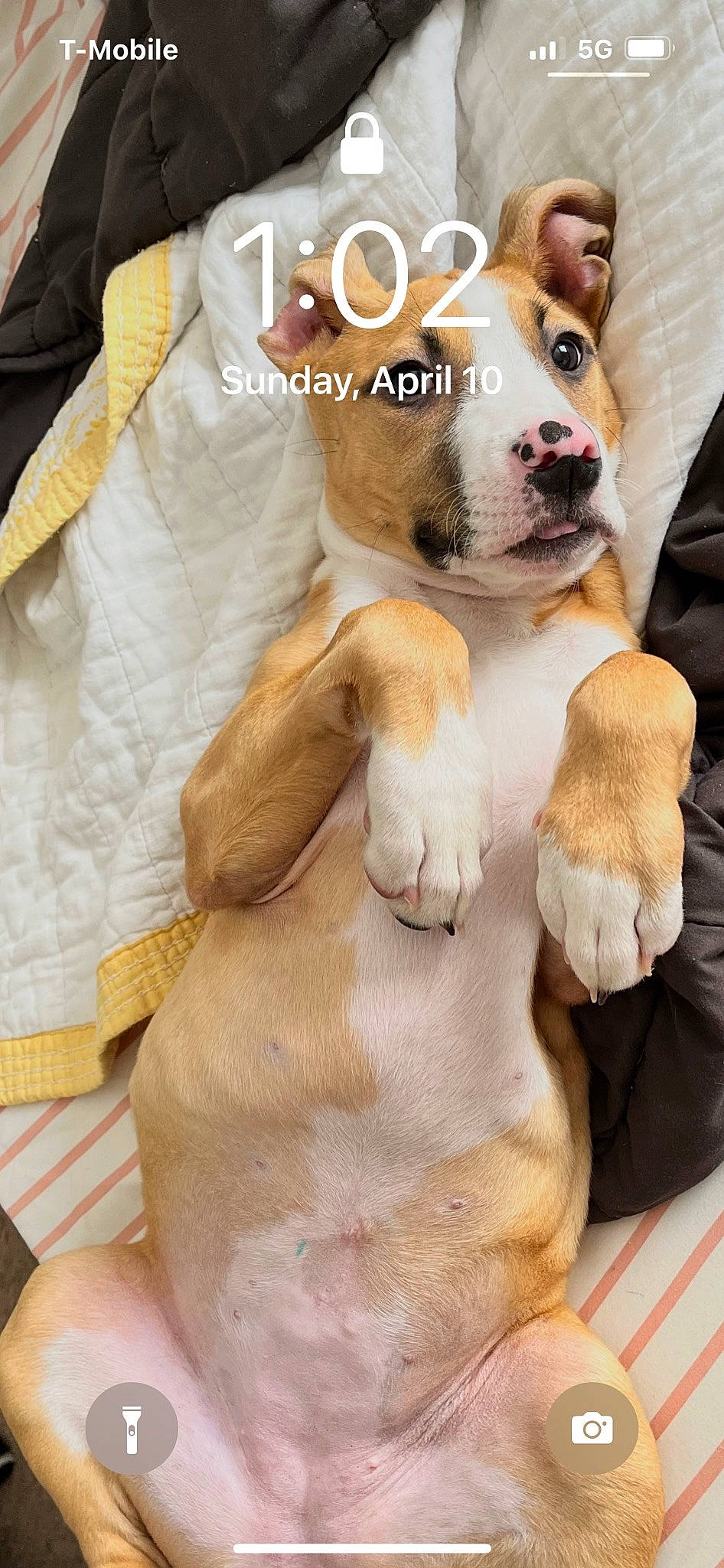 Leia is registered to the contest to win money with this photo: canidae, carnivore, collar, companion_dog, dog, dog_breed, dog_supply, fawn, font, fur, gesture, happy, paw, photo_caption, snout, sporting_group, terrestrial_animal, whiskers, white, working_animal