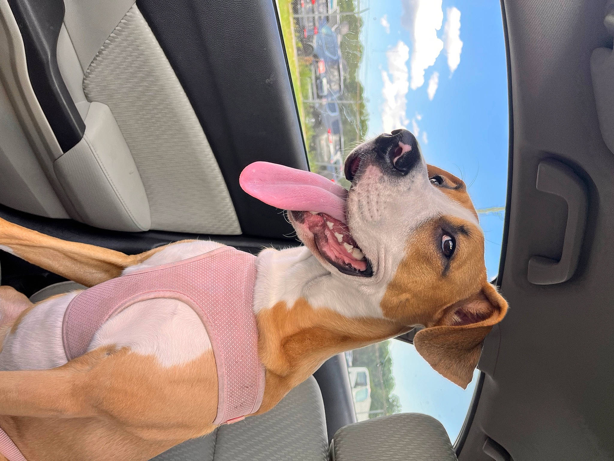 Leia joined the competition — help win amazing prizes! auto_part, canidae, car_seat_cover, carnivore, cloud, collar, companion_dog, dog, dog_breed, eyewear, fawn, goggles, sky, smile, snout, sporting_group, sunglasses, vehicle, vehicle_door, working_animal