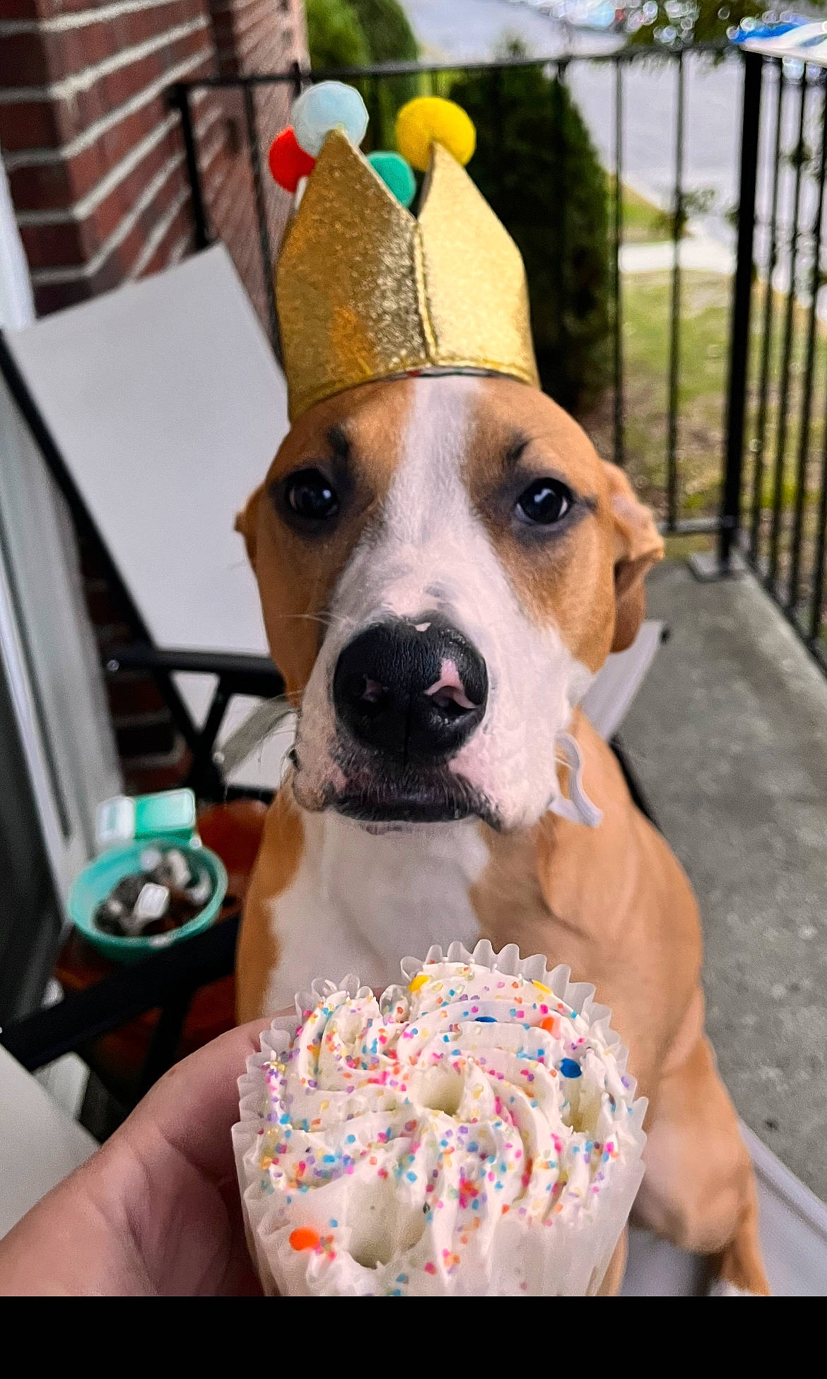 Leia is registered to the contest to win money with this photo: carnivore, collar, companion_dog, computer_keyboard, costume_hat, dog, dog_breed, dog_clothes, dog_collar, dog_supply, fawn, fence, food, hat, ingredient, leash, party_hat, whiskers, window, working_animal