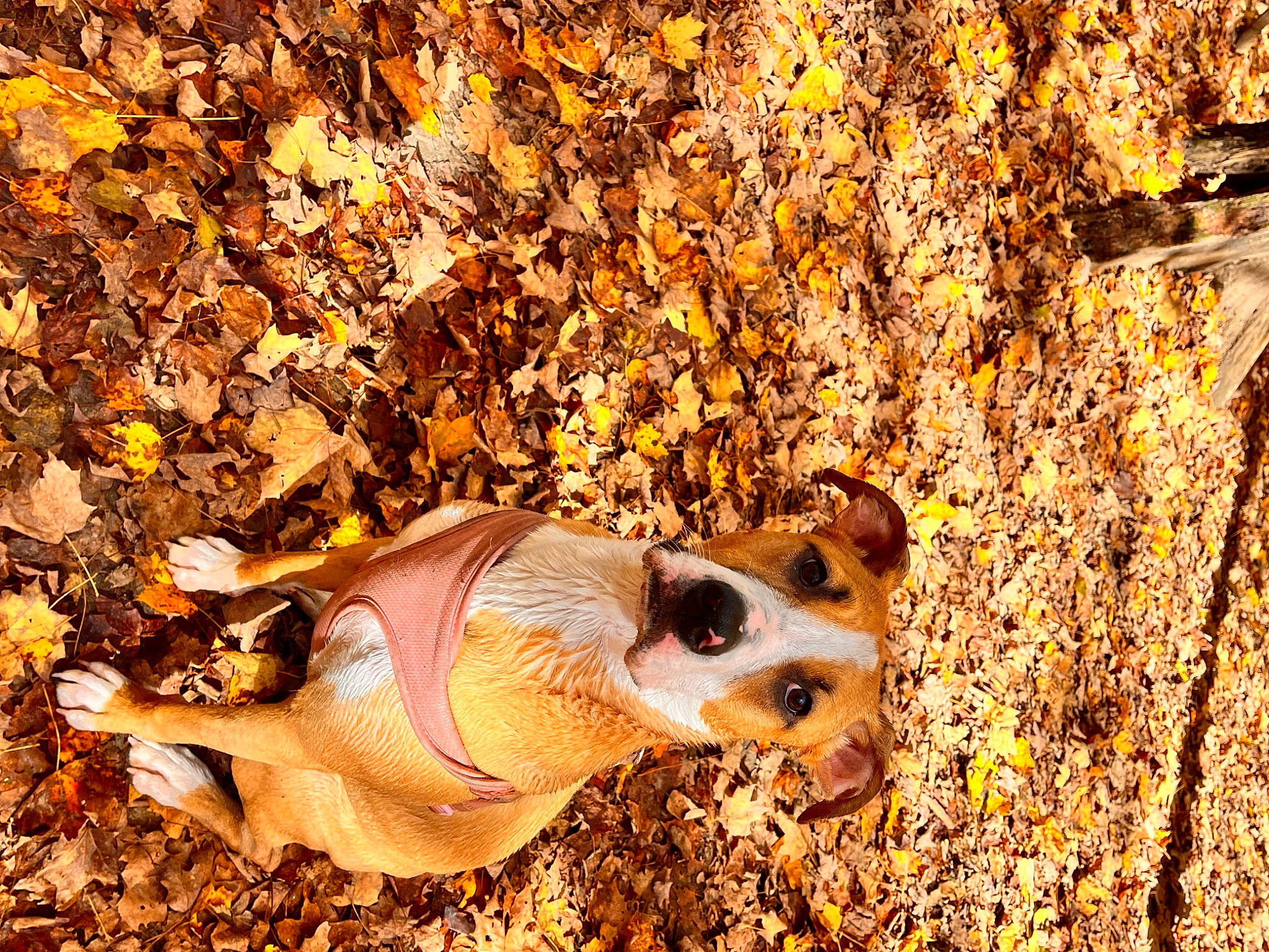 Leia is registered to the contest to win money with this photo: autumn, canidae, carnivore, deciduous, fawn, grass, landscape, metal, peach, people_in_nature, plant, soil, terrestrial_animal, tree, trunk, wildlife, wood